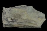 Pennsylvanian Horsetail (Calamites) Fossil - Kentucky #136816-2